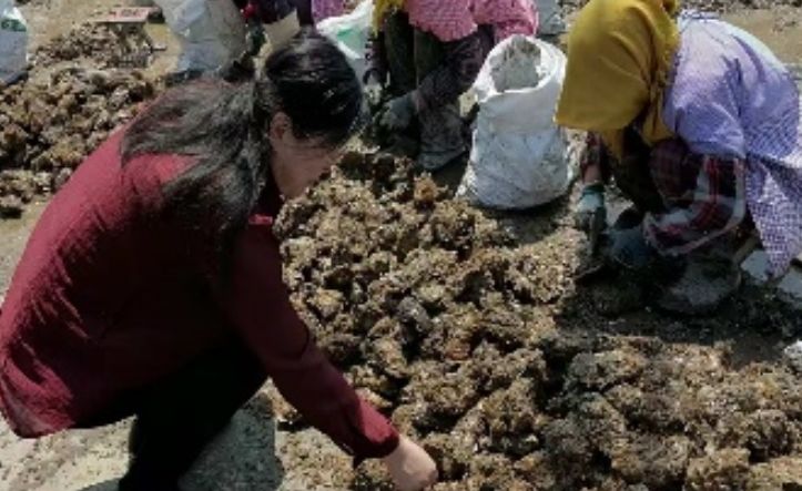 体系专家奔赴养殖前沿，推动健康养殖提质增效