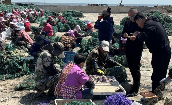 乳山抢抓投苗季组织引进多个贝类养殖新品系