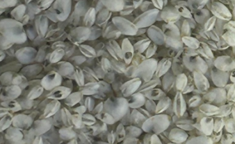 我省首次突破本海松贝全人工育苗技术，填补高端贝类养殖空白