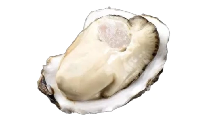 山东省贝类产业技术体系烟台站三倍体牡蛎科普小课堂